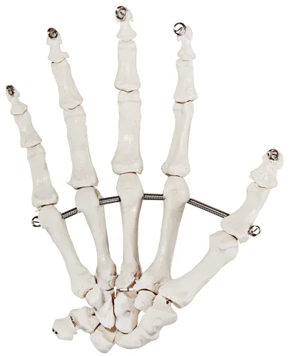 Miniatura 2 de Axis Scientific Mano esquelética Derecha Esqueleto de mano flexible totalmente articulado está asegurado con alambre de calidad para demostrar