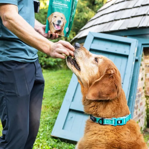 Miniatura 5 de Suplemento de apoyo para cadera y articulaciones para perros masticables suaves con resveratrol, glucosamina, condroitina, ácido hialurónico, sabor