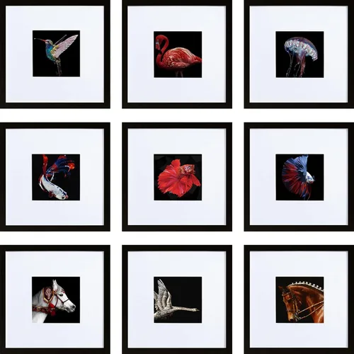 HEART ART 8x8 Marco de fotos negro, juego de 9, muestra fotos de 4x4 con alfombrilla o 8 x 8 sin alfombrilla, múltiples marcos de fotos cuadrados
