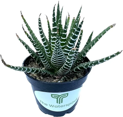 Miniatura 2 de Colecciones de cactus suculentas de 2 pulgadas (planta cebra Haworthia Fasciata)