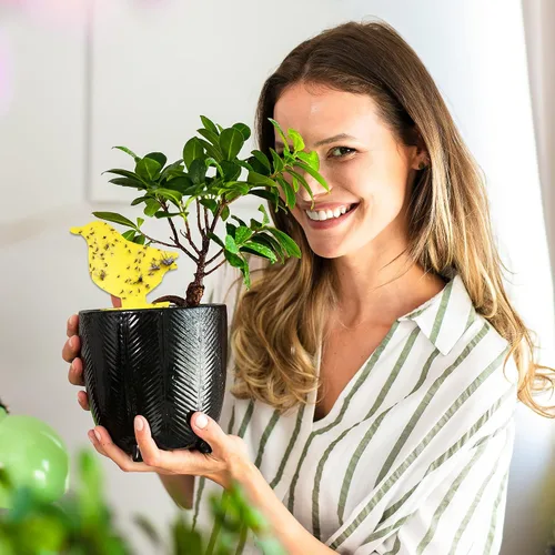 Miniatura 6 de 30 trampas amarillas para moscas de la fruta para interiores, trampas adhesivas para mosquitos de hongos para plantas, trampas de mosquitos