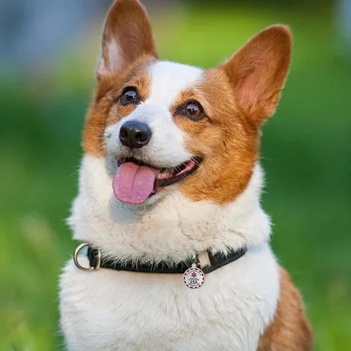 Miniatura 6 de Etiqueta de perro de apoyo emocional, etiqueta de identificación de metal para mascotas, etiqueta ESA, símbolo de alerta médica roja de doble cara