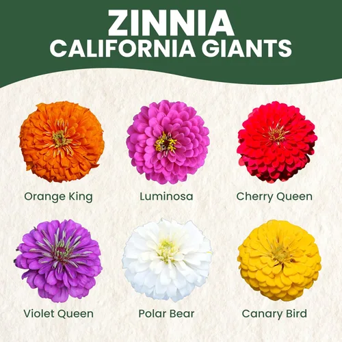 Miniatura 3 de Zinnia California Giants - Sobre grande de 2,500 mg - 250 semillas de flores para plantar - Zinnia elegans