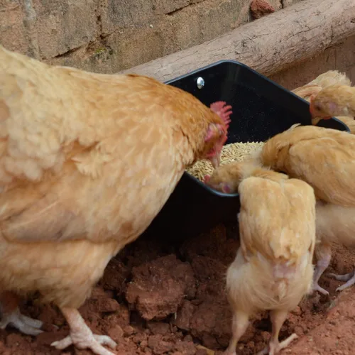 Miniatura 3 de mozoba Comedero Colgante para Pollos y Aves para Cabras, Ovejas, Ciervos, Patos y Pollos con Valla, Contenedor de Alimentación para Ganado, Negro
