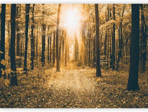 Miniatura 14 de artgeist Mural de pared premium Bosque púrpura, 79 x 55 pulgadas, papel tapiz no tejido, decoración de pared de vellón, impresión fotográfica