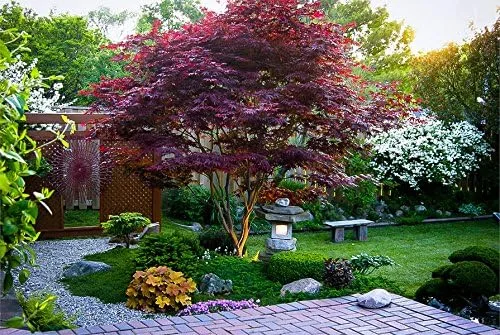 Miniatura 9 de Planta viva de arce rojo japonés, árbol de 1 a 2 pies de alto en maceta de 3 pulgadas, arce rojo enano ornamental al aire libre para paisajismo