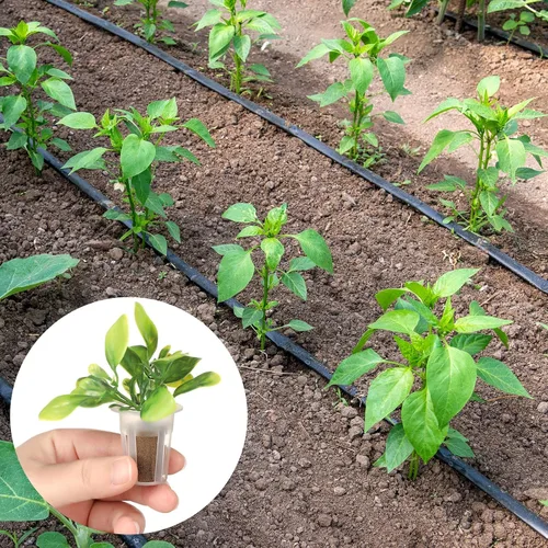 Miniatura 6 de Jutom Kit de 60 esponjas hidropónicas para cultivo de semillas