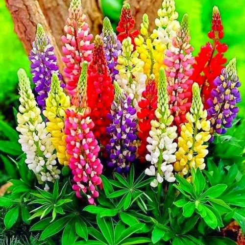 Miniatura 3 de Semillas de altramuz alto multicolor mezcla de más de 50 semillas para cultivar plantas perennes en las zonas 4-8 para plantar en primavera u otoño