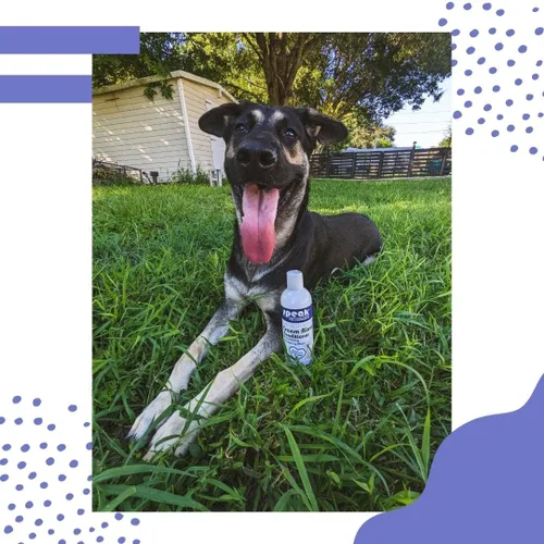 Miniatura 7 de Speak Pet Products Acondicionador de enjuague en crema natural para perros, ciruela de arándanos iluminadores, 17 onzas