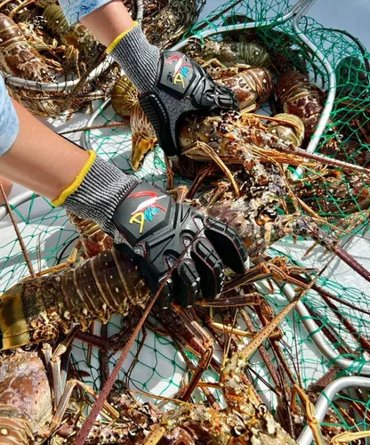 Miniatura 5 de D Vein Guantes de langosta para buceo Kevlar Pesca Submarina Guante de buceo Resistente a pinchazos
