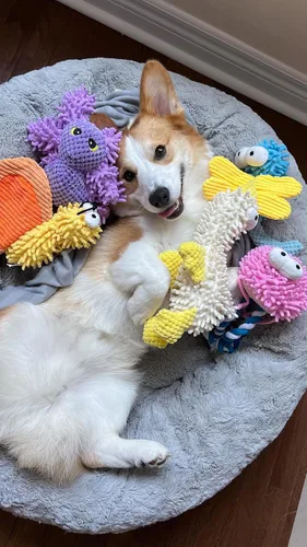 Miniatura 9 de Nocciola Paquete de 5 juguetes chirriantes para perros, lindos y suaves y arrugados de felpa para mascotas, juguetes masticables para cachorros