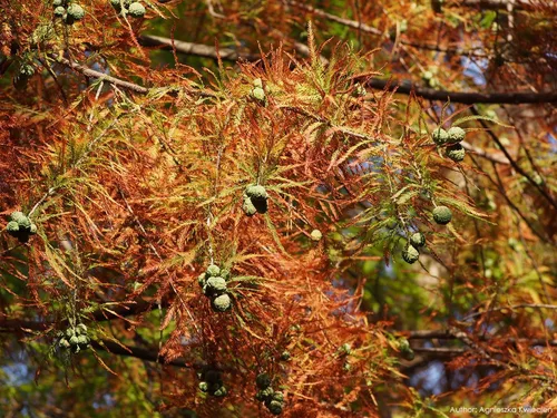 Miniatura 6 de Árbol de Ciprés Calvo del Sur Semillas Premium Taxodium distichum 'Summer' Plants'® (Premium Seeds, 20)