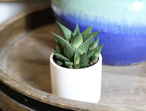 Miniatura 4 de Haworthia - Planta suculenta viva en maceta blanca, plantas suculentas vivas, plantas de interior vivas, plantas de interior vivas, plantas
