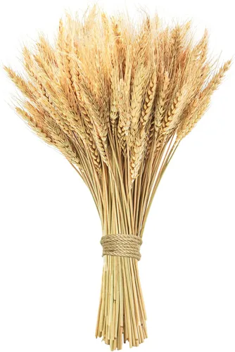 Tallos de trigo seco de 17.7 pulgadas, 100 tallos de flores secas 100% trigo natural para el hogar, cocina, oficina, arreglo floral, mesa de boda,