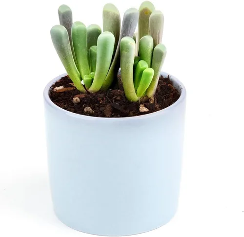 Miniatura 2 de Baby Toes Fenestraria Aurantiaca Succulent (maceta de plástico de 2 pulgadas) Suculenta rara para ideas de regalo