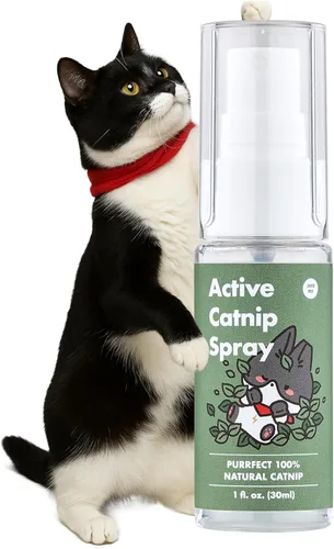 JAYU PET Aerosol activo de hierba gatera – Spray líquido transparente de alta potencia hecho de hierba gatera orgánica fresca para gatos y gatitos