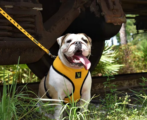 Miniatura 26 de EcoBark Correa para Perro - Correas Cómodas y Reflectantes con Asa Acolchada - Fuerte y Duradera de Alta Resistencia - Entrenamiento y Tiro