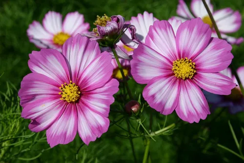 Miniatura 3 de Semillas Cosmos Pikoti Mix (Mexican Aster) Flores anuales para plantar sin OMG