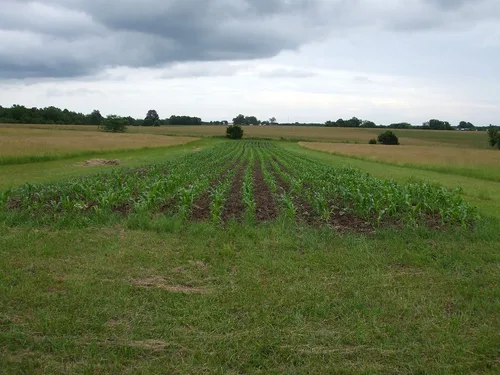 Miniatura 6 de 1 libra de libra Reid's Yellow Dent Field Corn Open Polinated Non GMO Reids USA