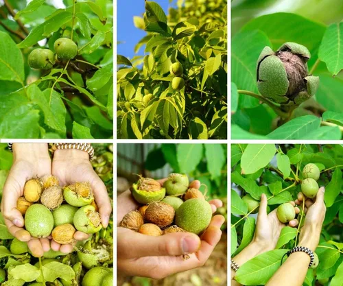 Miniatura 2 de Plántulas de nogal de los Cárpatos para plantar - Nuez inglesa, Juglans regia (1 plántula) - No hay barco a California