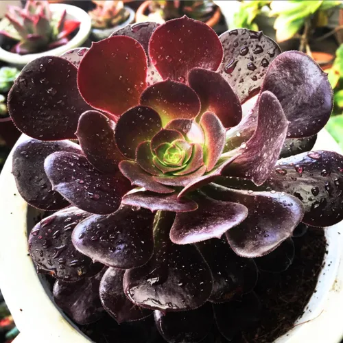 Miniatura 5 de Planta Aeonium de fácil cuidado en maceta viva de 4 pulgadas, plantas suculentas raras vivas, bien enraizadas, plantas de interior de fácil cuidado