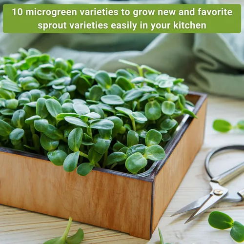 Miniatura 4 de Sow Right Seeds - Gran colección de semillas de microgreens - 10 paquetes de jardín de interior con semillas de superalimentos para germinación
