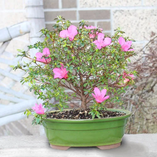 Miniatura 8 de Brussel's Bonsai Live Satsuki Azalea - Árbol bonsái floreciente - Grande, 8 años de edad, 10 a 14 pulgadas - Maceta de cerámica para bonsái