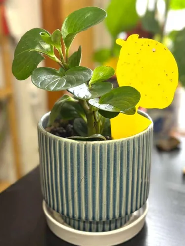 Miniatura 9 de Trampa para moscas de frutas y mosquitos de hongos, paquete de 40 trampas adhesivas amarillas para mosquitos para plantas de casa