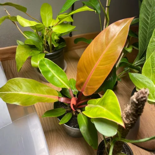 Miniatura 5 de Planta de filodendro en maceta de 4 pulgadas, planta de interior tropical, planta de follaje de fácil cuidado para el hogar, oficina o patio