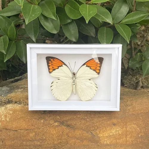 Miniatura 6 de 4 piezas de espécimen de mariposa, muestras de insectos de mariposa enmarcadas, suministros de taxidermia, caja de mariposa, regalo para hombres