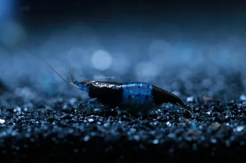 Miniatura 2 de Camarones vivos de acuario de agua dulce - Neocaridina (Carbon Rili, 10 unidades)