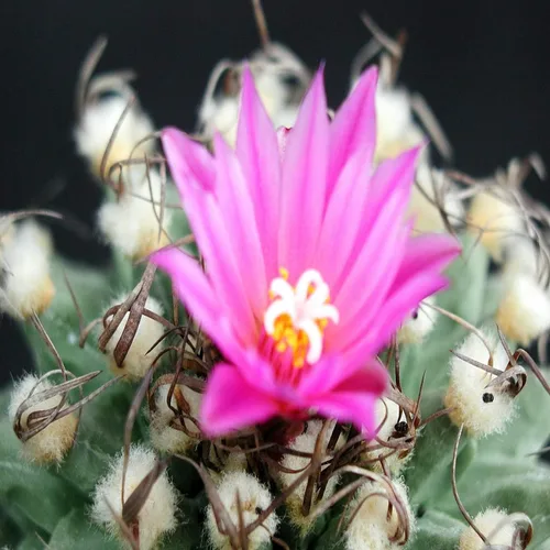 Miniatura 2 de Baja Cactus Blossom - Aceite de fragancia (nuestra versión de la marca) (jarra de 64 onzas) para fabricación de velas, fabricación de jabón