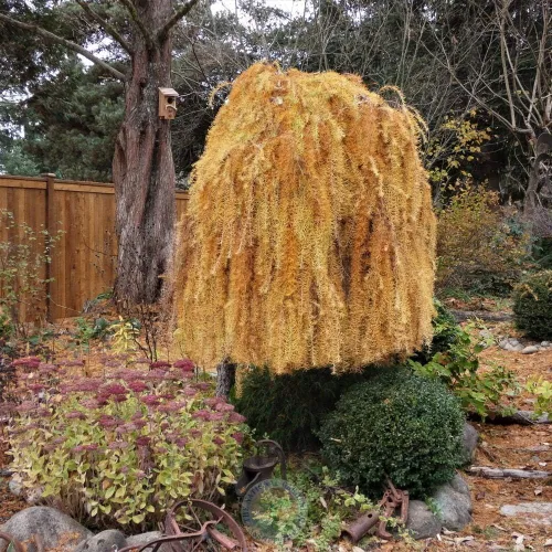 1233-Semillas de alerce llorón enano (Larix Decidua 'Pendula') de Robsrareandgiantseeds UPC0764425789161 Sin OMG, orgánico, cultivador de EE. UU.,