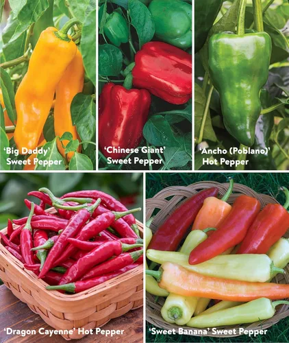 Miniatura 4 de Colección Burpee Best 10 Paquetes de Mezcla Fresca Sin OGM de Pimiento Picante y Variedades Dulces Jalapeño, Semillas de Pimiento Morrón y Más