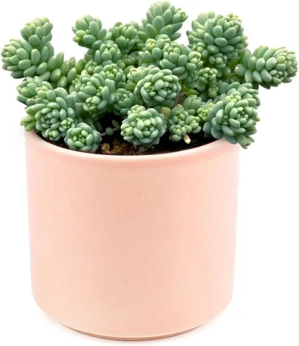 Miniatura 5 de Sedum Little Missy - Suculenta Sedum Major (maceta de plástico de 4 pulgadas) Mejor cubierta de suelo suculenta