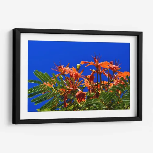Miniatura 6 de Canvas Lab Lienzo decorativo para pared Árbol Flamboyan, Cancún por el artista Luis Velasco – Tamaño: 12 x 8 in - Tema: Botánico, Floral,Naturaleza