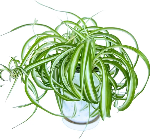Miniatura 9 de Planta de jade colgante orgánica de Dr. Lu Planta de jade rara Plantas suculentas vivas Plantas purificadoras de aire para interior Plantas