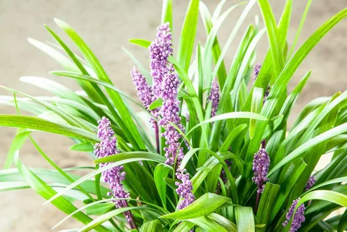 Miniatura 4 de Royal Purple LIRIOPE - Tamaño: 1 galón, planta viva, incluye fertilizante de mezcla especial y guía de plantación
