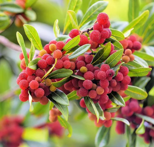 Semillas de árbol de Yumberry para plantar (10 semillas) - Árbol Yang-mei, Myrica rubra, Bayberry exótico