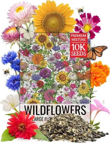 Miniatura 12 de Seed Needs Mezcla de semillas de girasol para plantar Sunset Blend 7 variedades Más de 1000 semillas Helianthus Annuus Heirloom Semillas de flores