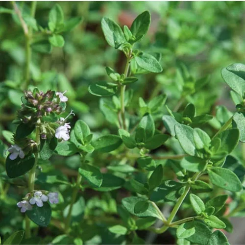 Miniatura 3 de 400 semillas de tomillo limón semillas de hierbas de flores, impresionante crecimiento rápido