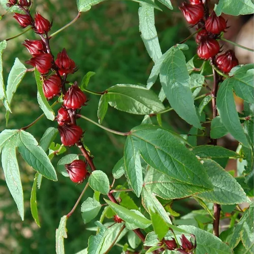 Miniatura 4 de Roselle Rojo (Hibiscus sabdariffa) - Paquete de 50 Semillas