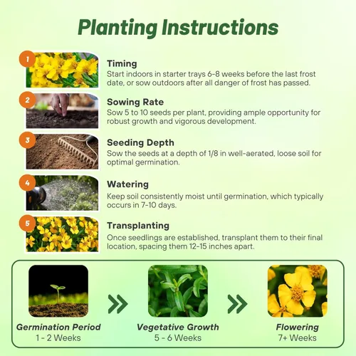 Miniatura 5 de Outsidepride Semillas de menta mexicana – 1000 semillas de hierbas perennes para plantar, sabor a estragón fresco para pescado y ensaladas, flores