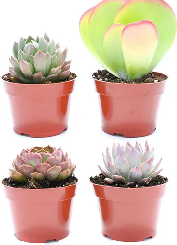 Suculentas grandes y coloridas para exteriores – Surtido de 4 pulgadas – Plantas suculentas vivas para exteriores – Grandes suculentas vivas