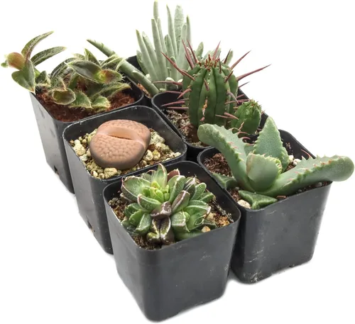 Miniatura 2 de Mountain Crest Gardens Paquete de suculentas raras y únicas, 6 plantas vivas, sin repeticiones, enraizadas en macetas de 2 pulgadas, suculentas