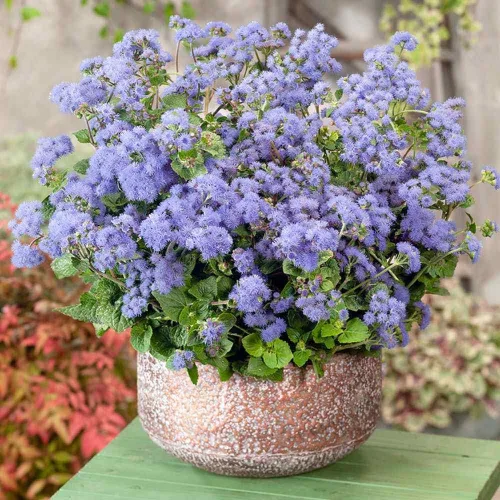 Miniatura 7 de Outsidepride Blue Ageratum Seeds - 5000 semillas anuales de flores para plantar con flores vibrantes y peludas, fáciles de cultivar y tolerantes a