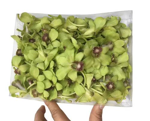 Miniatura 9 de Miami Fresh Orchid Flower OrchidClub USA Sunne Tropical Loose Bloom Head DIY Lei Food Drink Decor GREEN (50 VERDE SAN PATRICK)