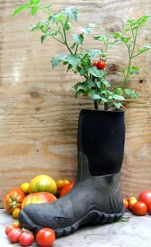 Miniatura 2 de Más de 30 semillas de tomate Red Robin Enano Determinadas Heirloom No OGM Dulce y Sabroso Bajo Ácido Raro Mini, Lycopersicon lycopersicum
