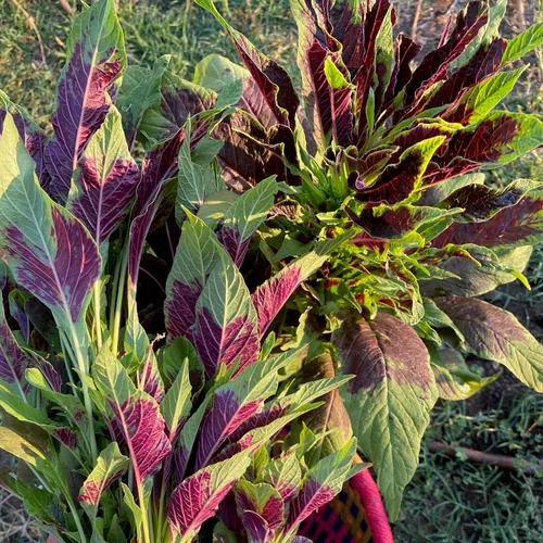 Miniatura 5 de Plant Good Seed Semillas orgánicas de amaranto rojo calaloo para plantar: verde de hoja caribeña, cocina jamaicana - Paquete de 600 semillas