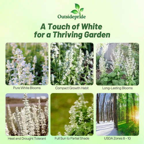 Miniatura 2 de Outsidepride White Victory Semillas de Salvia – 1000 piezas de semillas de salvia perennes, compactas, de floración pesada y tolerantes a la sequía